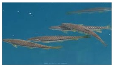 Mahseer Fish from Blue Green Smart Farms Organic Fish Farms