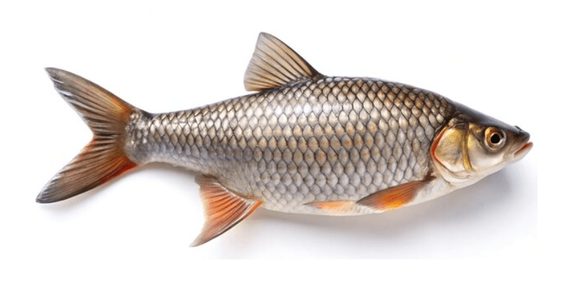 Rohu Fish