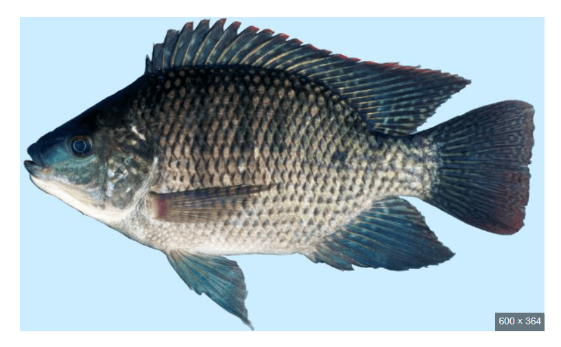 Organic Tilapia